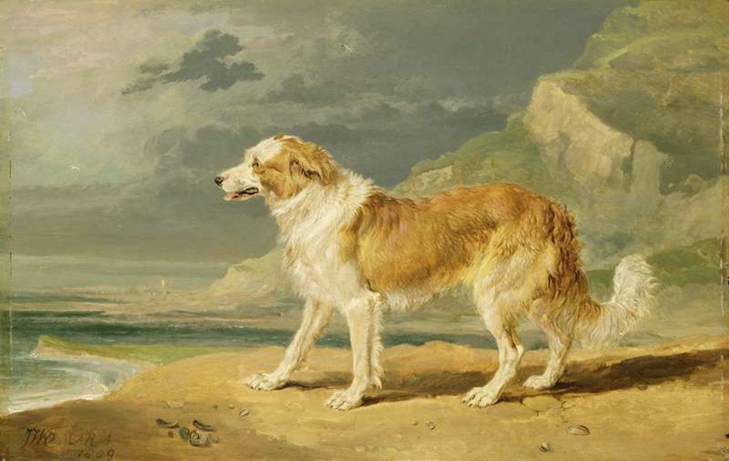 Detail of Rough-coated Collie, 1809 by James Ward
