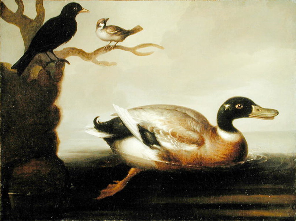 Detail of Mallard Duck and Other Birds, c.1700 by English School
