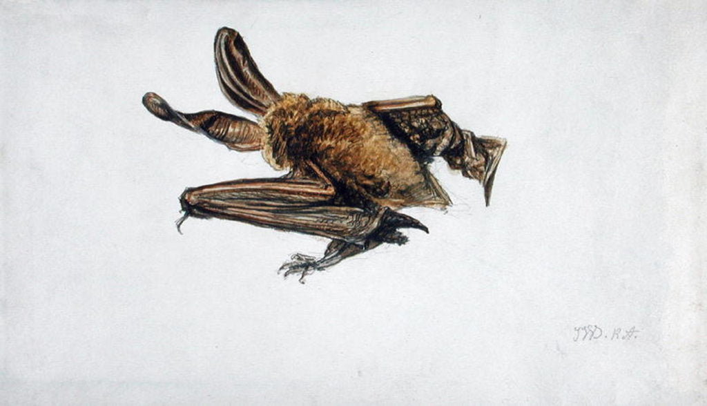 Detail of A Bat by James Ward