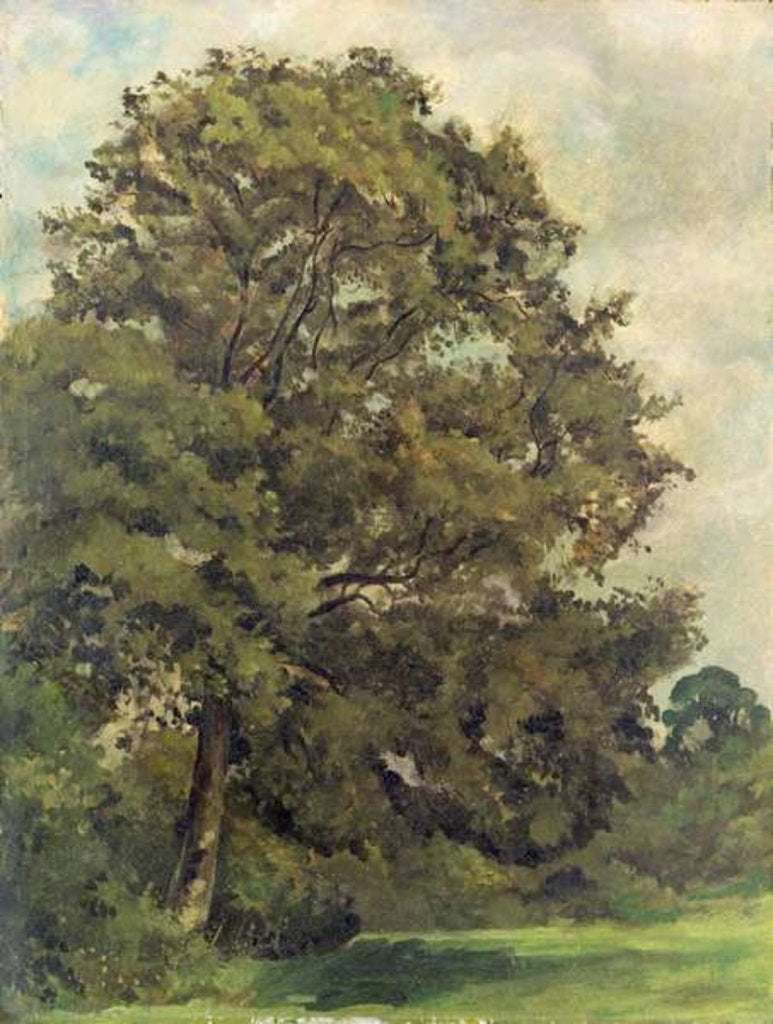 Detail of Study of an Ash Tree, c.1851 by Lionel Constable