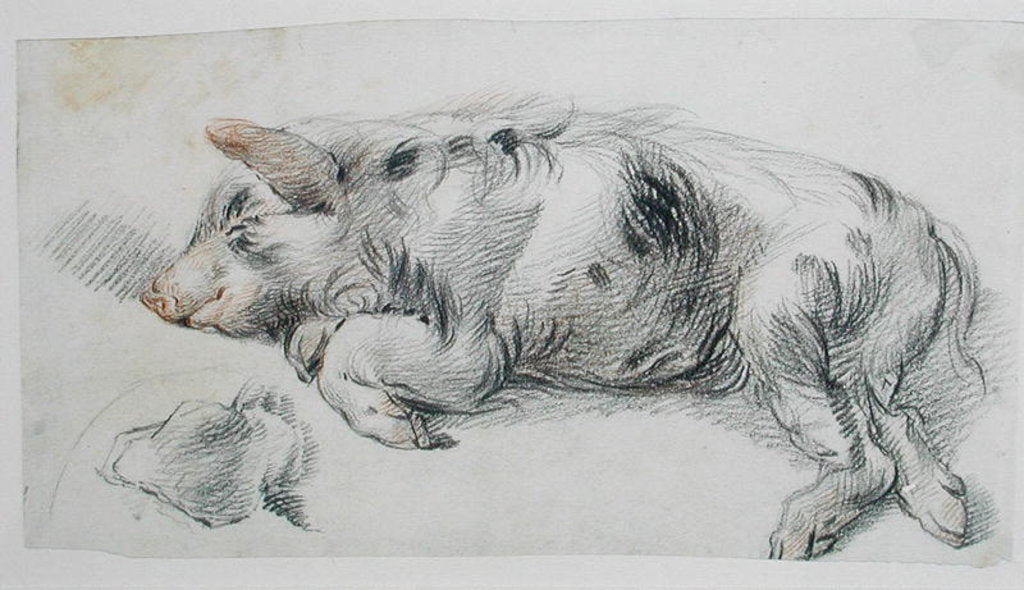 Detail of Sleeping Pig by James Ward