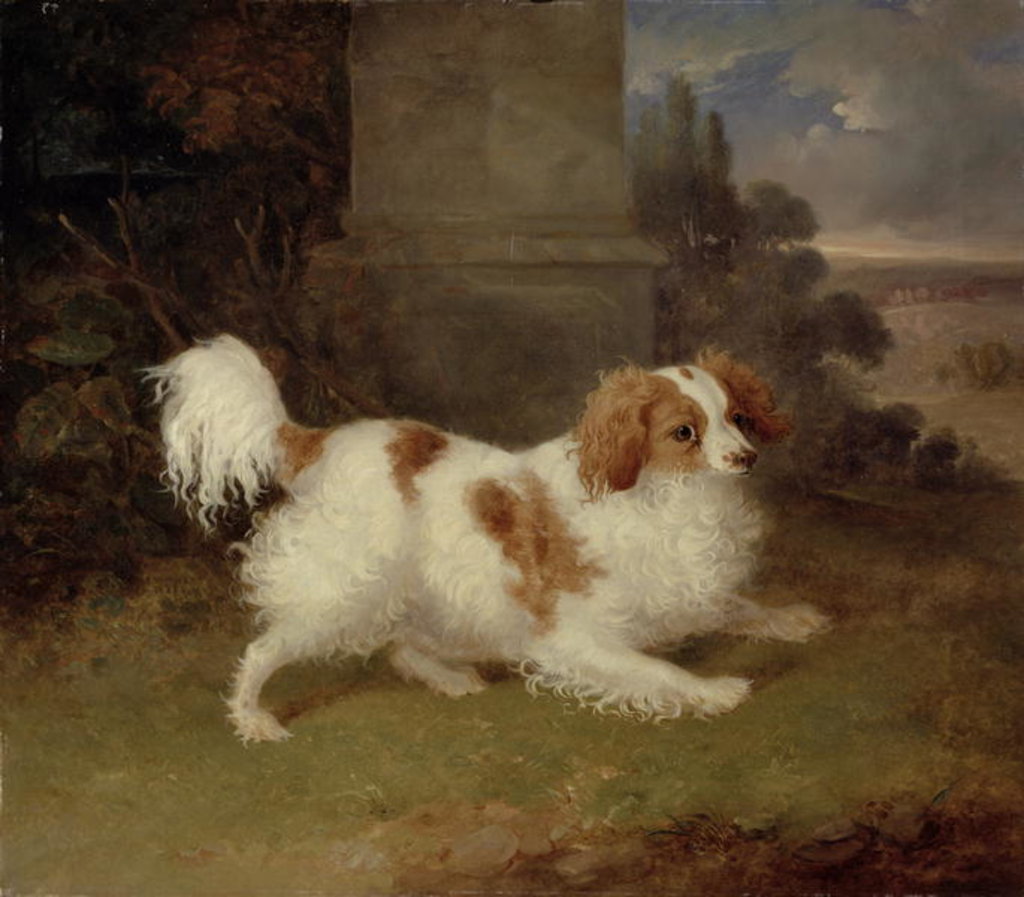 Detail of A Blenheim Spaniel, c.1820-30 by William Webb