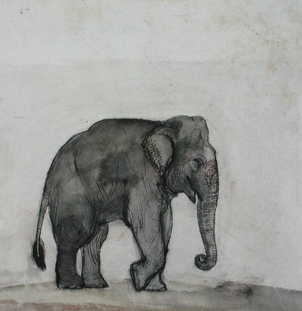 Detail of Elephant, c.1790 by Gungaram Tambat