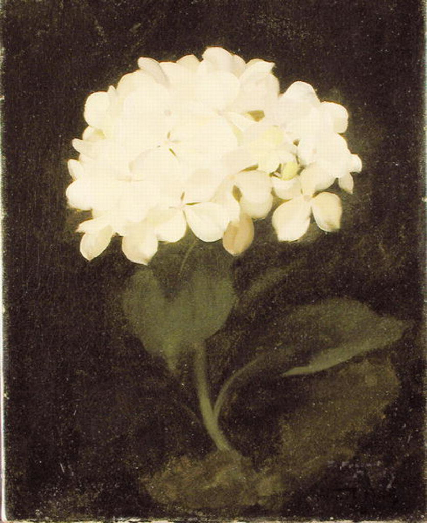 Detail of White Hydrangea by Stuart Park