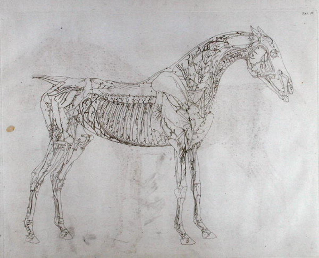 Detail of Illustration from The Anatomy of the Horse, including a particular description of the bones, cartilages, muscles...in eighteen tables by George Stubbs