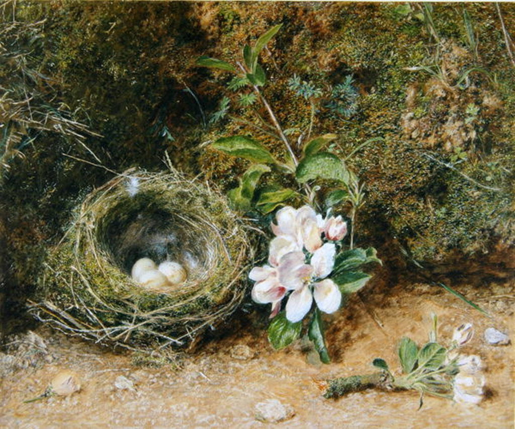 Detail of Bird's Nest with Sprays of Apple Blossoms, c.1845-50 by William Henry Hunt