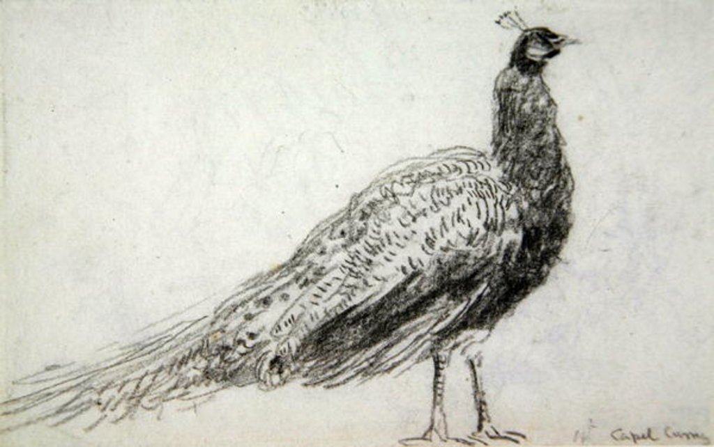 Detail of Peacock at Capel Curig, c.1845 by David Cox