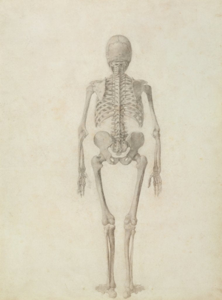 Detail of A Comparative Anatomical Exposition of the Structure of the Human Body with that of a Tiger and a Common Fowl by George Stubbs