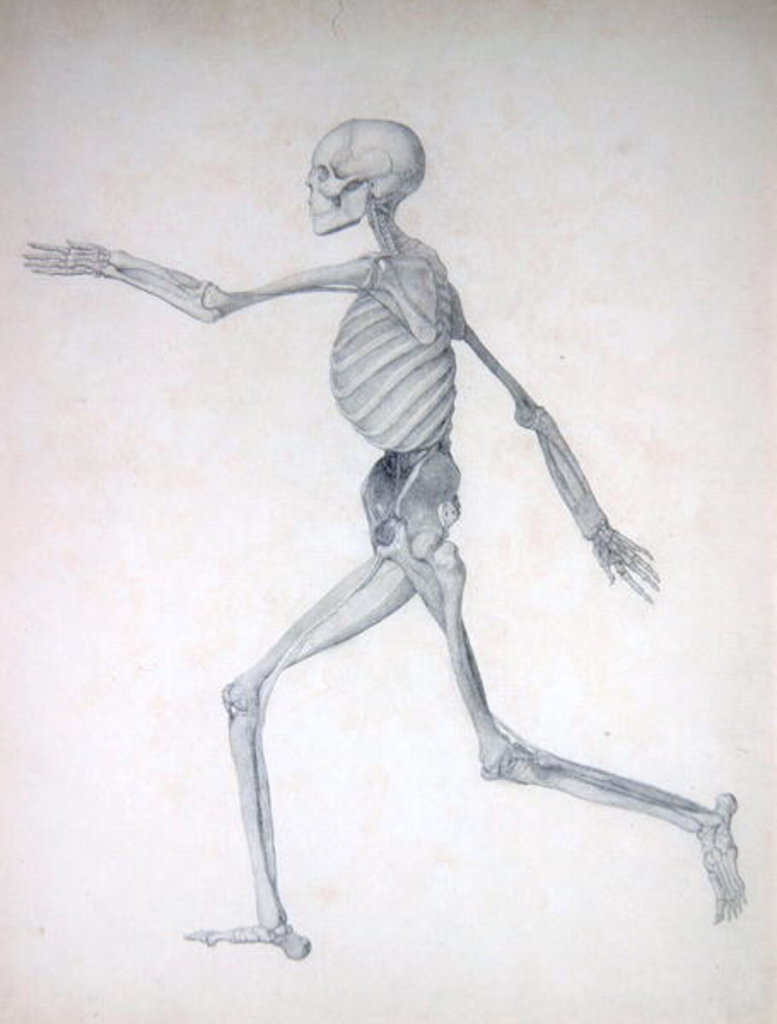 Detail of A Comparative Anatomical Exposition of the Structure of the Human Body with that of a Tiger and a Common Fowl: Human Figure, Lateral View, 1795-1806 by George Stubbs