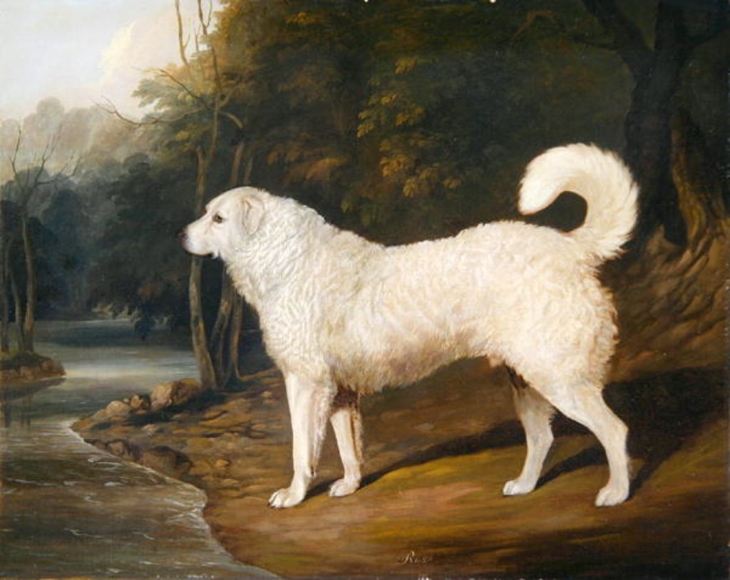 Detail of Portrait of a Dog, Ross, 1836 by David of York Dalby