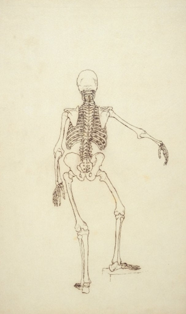 Detail of Study of the Human Figure, Posterior View by George Stubbs
