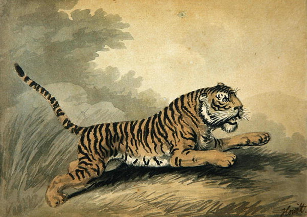 Detail of A Tigress leaping to the right, 1807 by Samuel Howitt