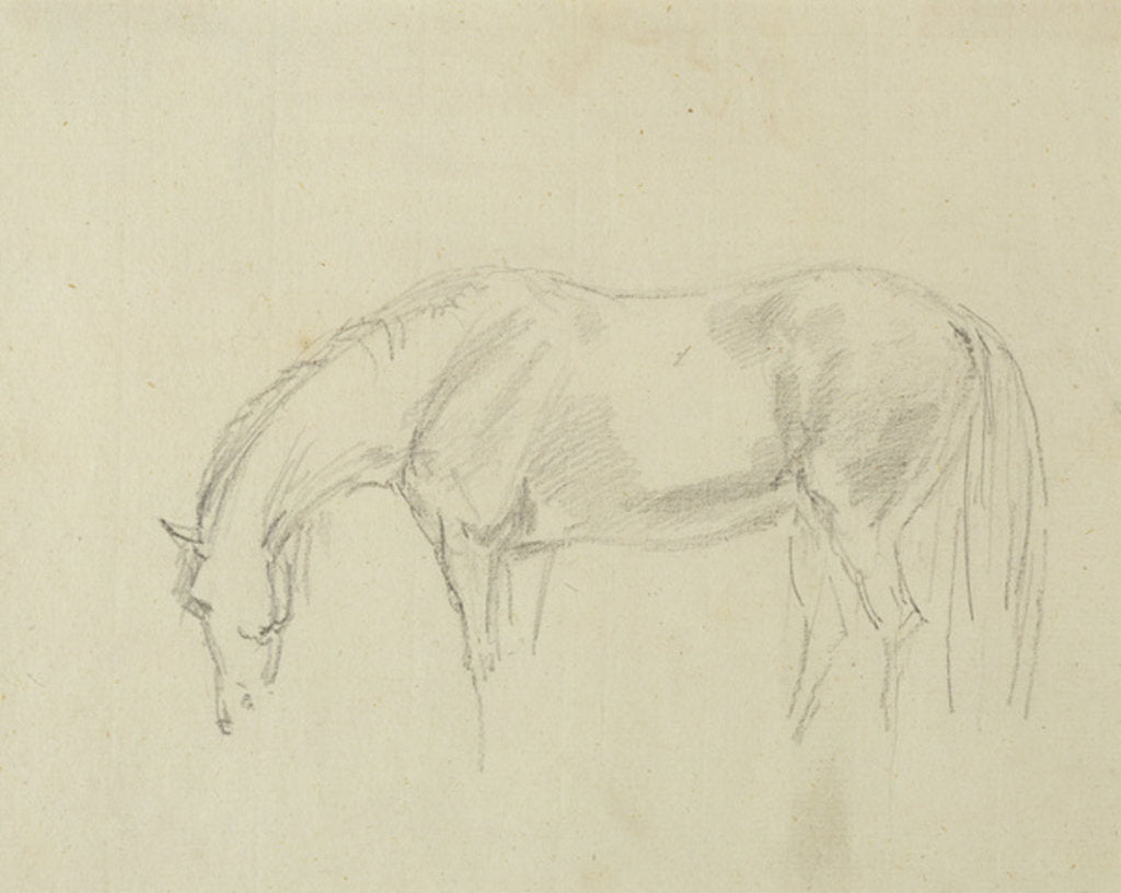 Detail of A horse grazing by Sawrey Gilpin
