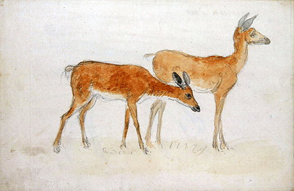 Detail of American Deer by Anthony Devis