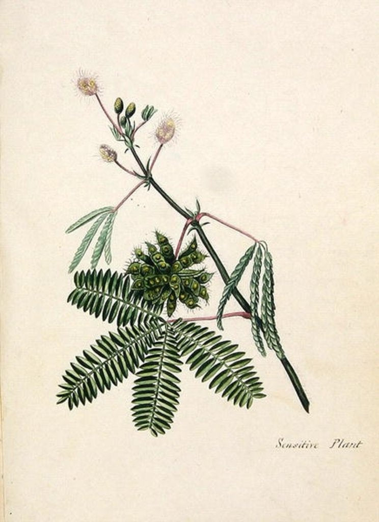 Detail of Sensitive Plant by English School