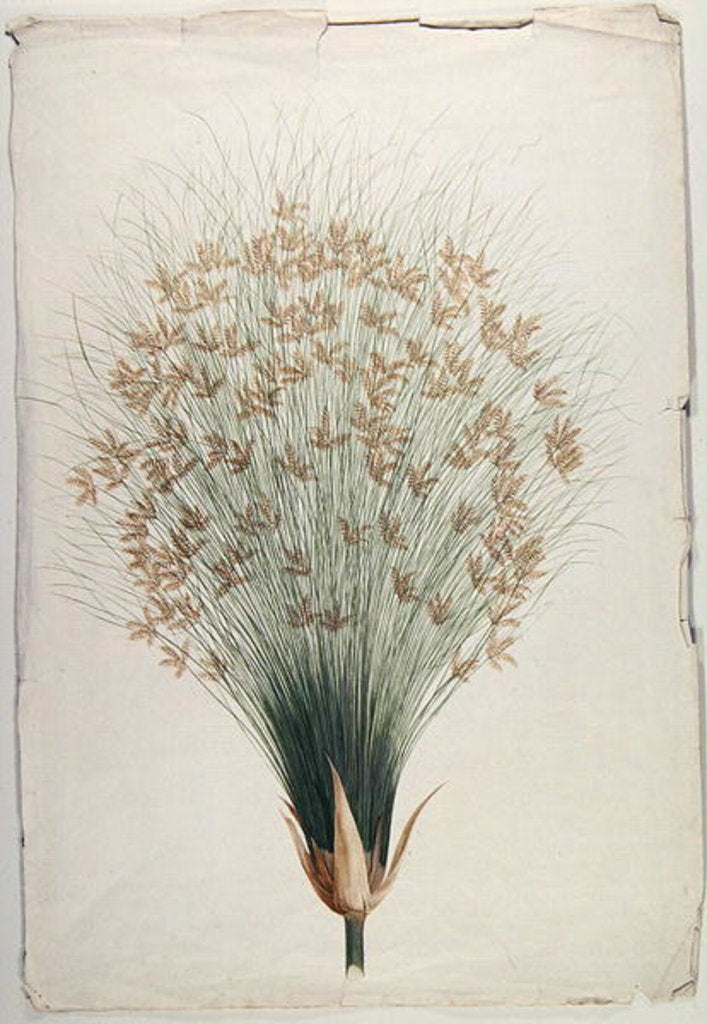 Detail of Papyrus by James Bruce