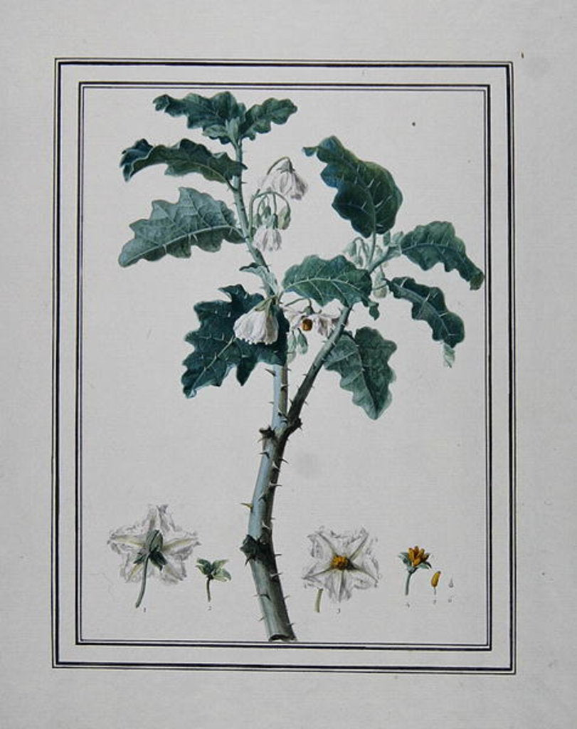 Detail of Solanum d'Abissime by Anonymous