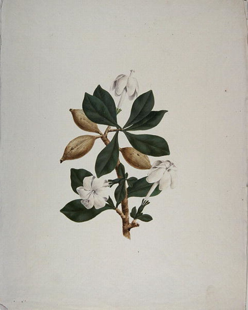 Detail of Aquariti by James Bruce