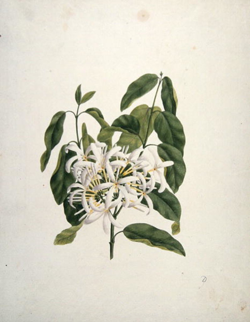 Detail of Taberne Montana by James Bruce