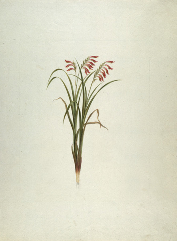 Detail of Unidentified Plant with Flowers by Luigi Balugani