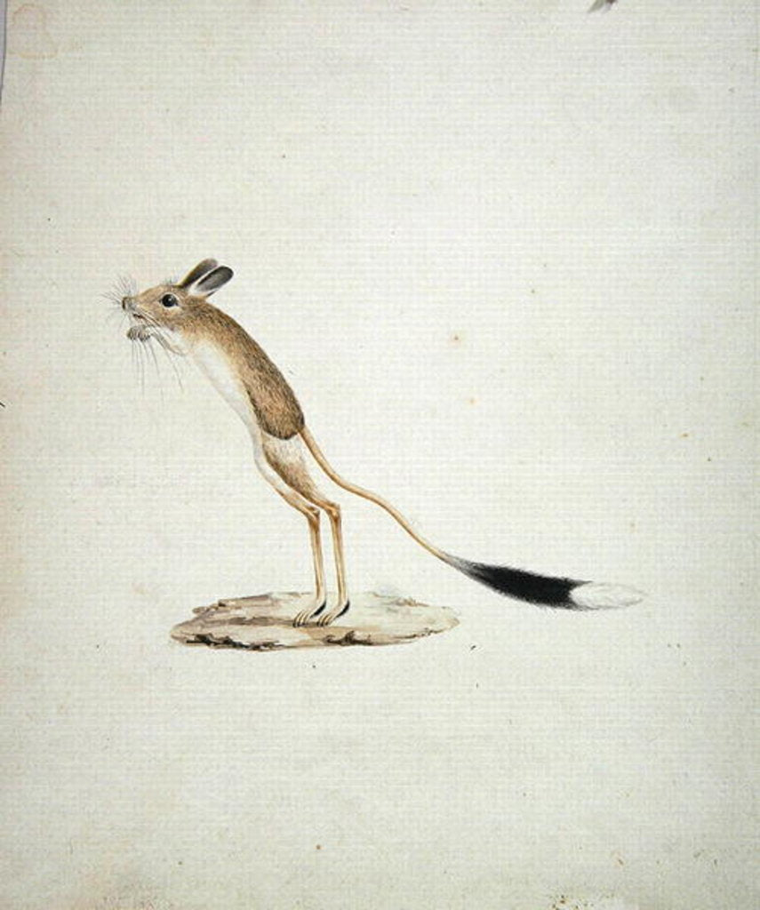 Detail of Jerboa No. 4 by James Bruce