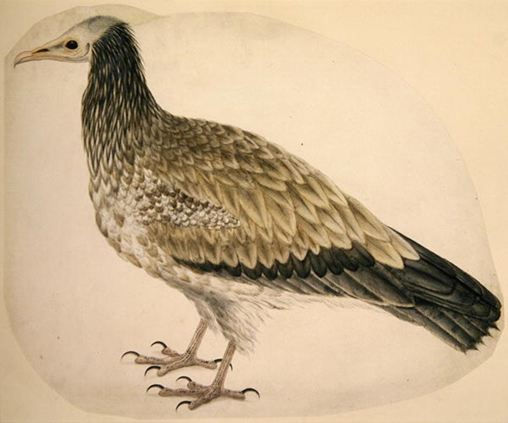 Detail of Egyptian Vulture, c.1736 by Charles Collins