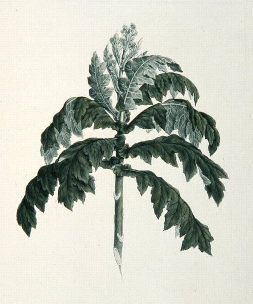 Detail of Maraqua by Luigi Balugani