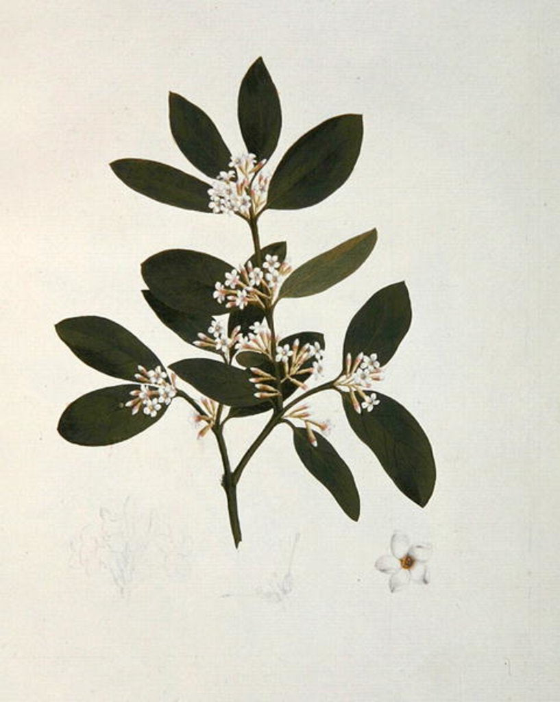 Detail of Botanical drawing by Luigi Balugani