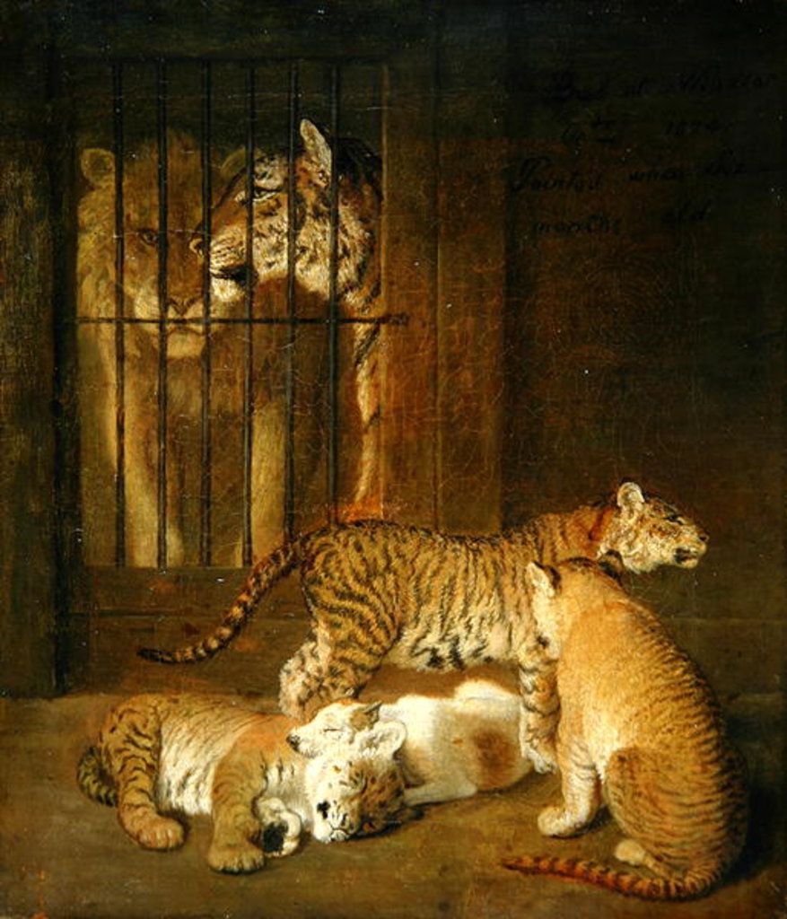 Detail of Group of whelps bred between a lion and a tigress, 1825 by Jacques-Laurent Agasse
