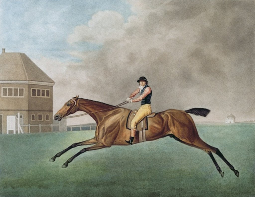 Detail of Baronet, 1794 by George Stubbs