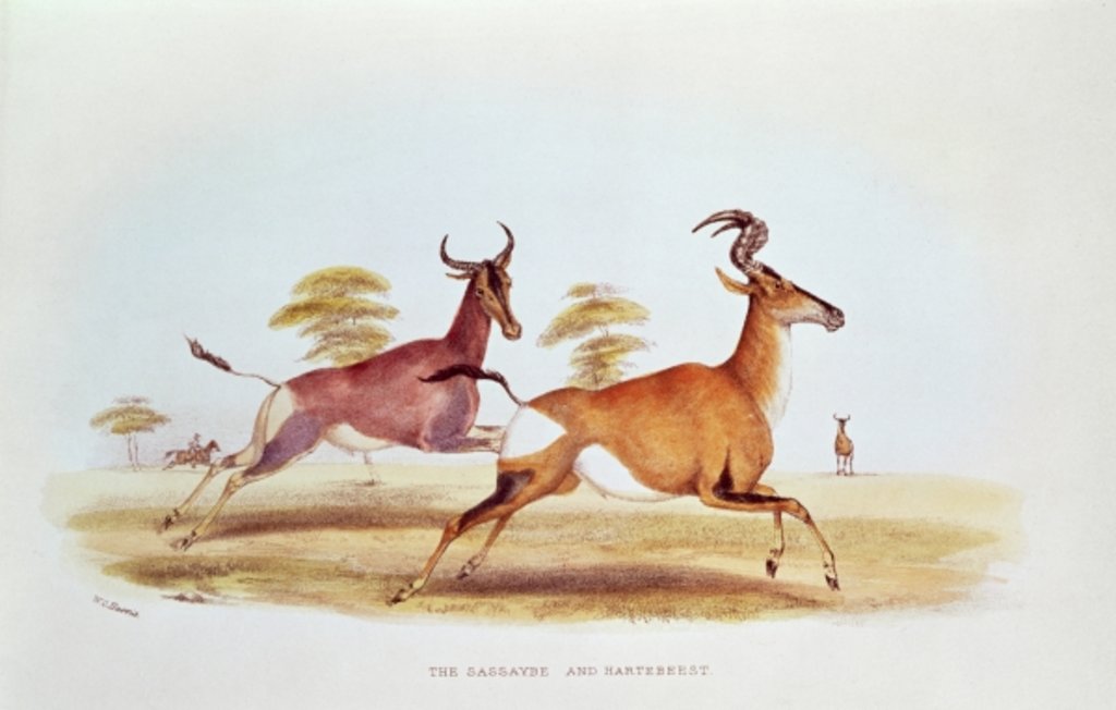 Detail of The Sassaybe and the Hartebeest by William Cornwallis Harris