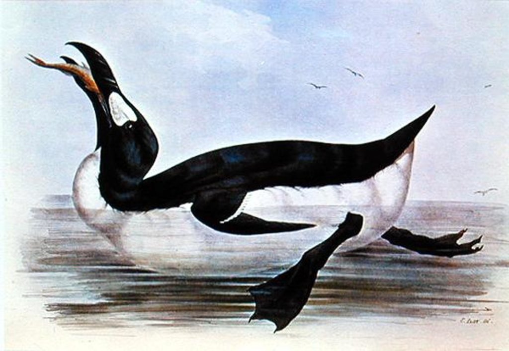Detail of The Great Auk by Edward Lear