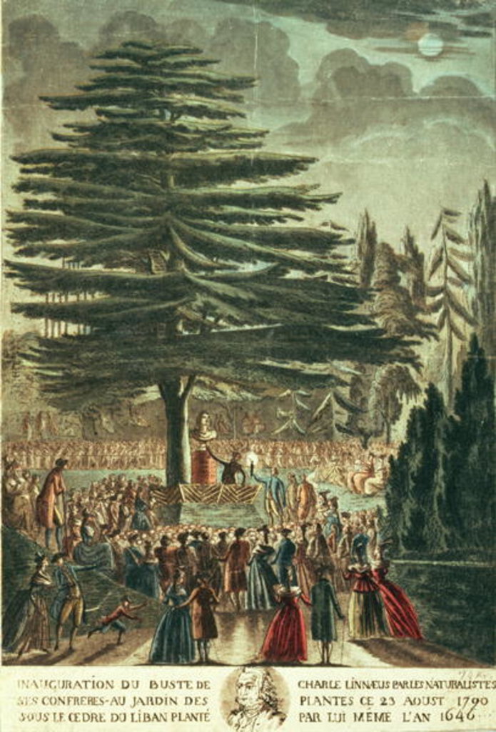 Detail of Inauguration of the bust of Carl Linnaeus in the Jardin des Plantes, underneath the Cedar of Lebanon which he planted in 1646, 23rd August 1790 by French School
