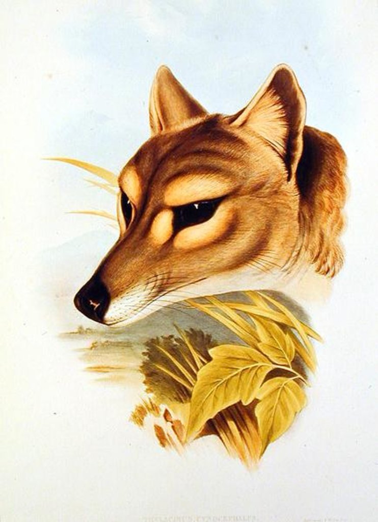 Detail of Tasmanian Wolf or Tiger by Henry Constantine Richter