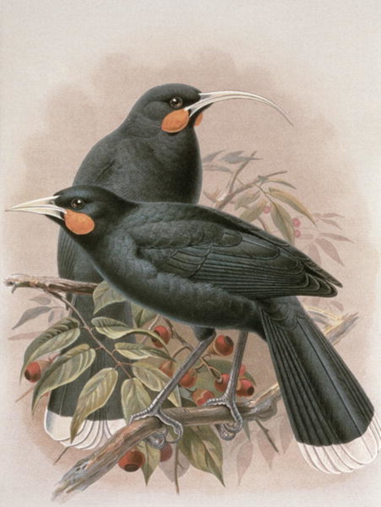 Detail of Huia by Johan Gerard Keulemans