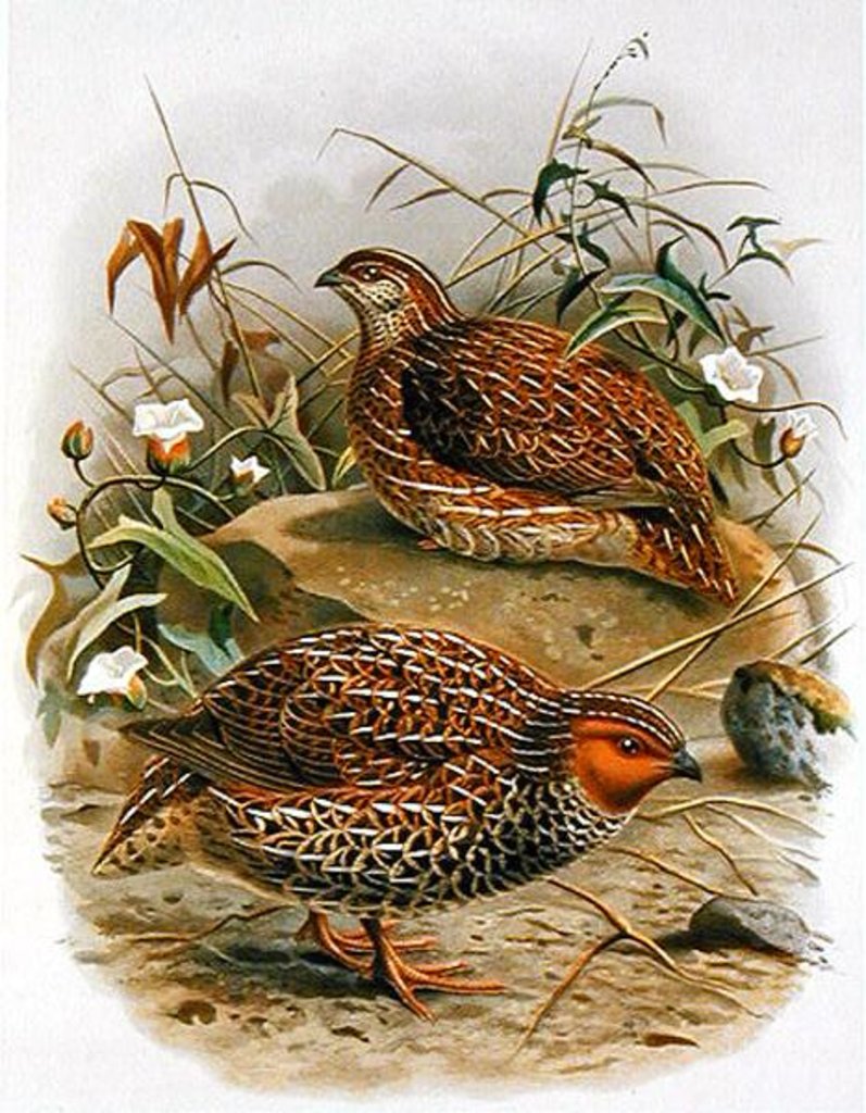 Detail of New Zealand Quail by Johan Gerard Keulemans