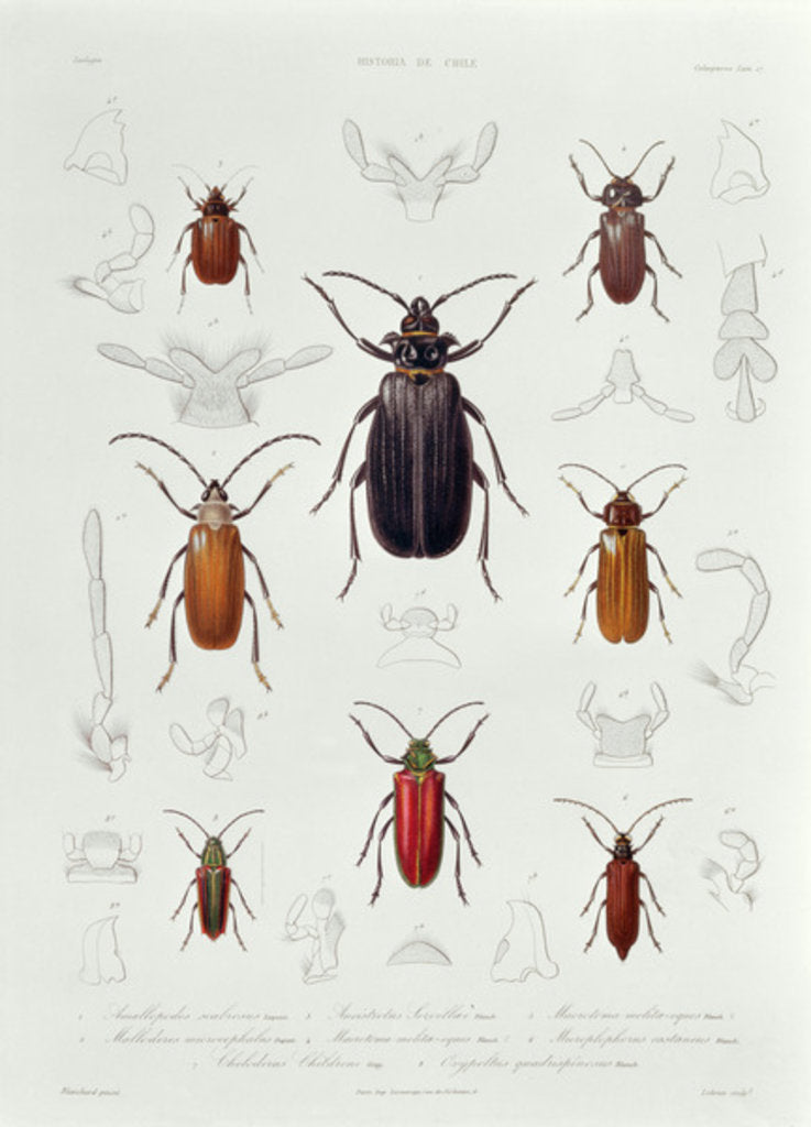Detail of A Collection of Coleoptera found in Chile by French School