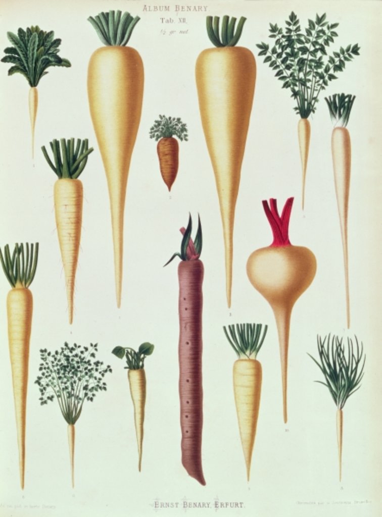 Detail of Turnips, Tab XII from the 'Album Benary' by Ernst Benary