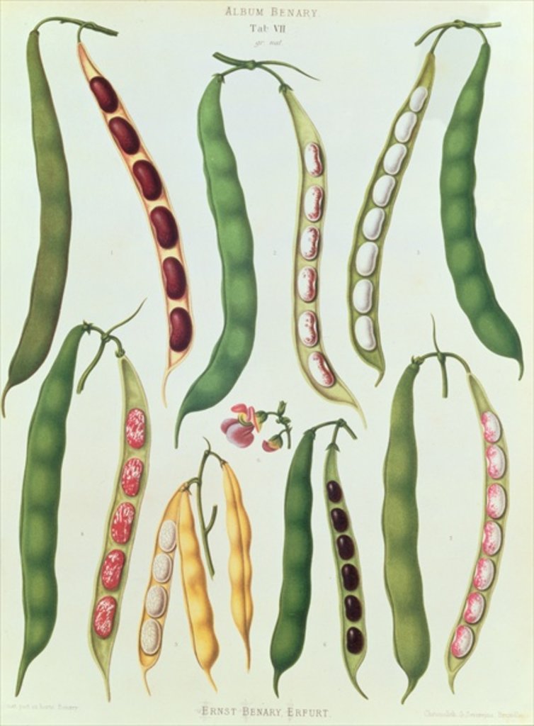Detail of Beans, Tab VII from the 'Album Benary' by Ernst Benary