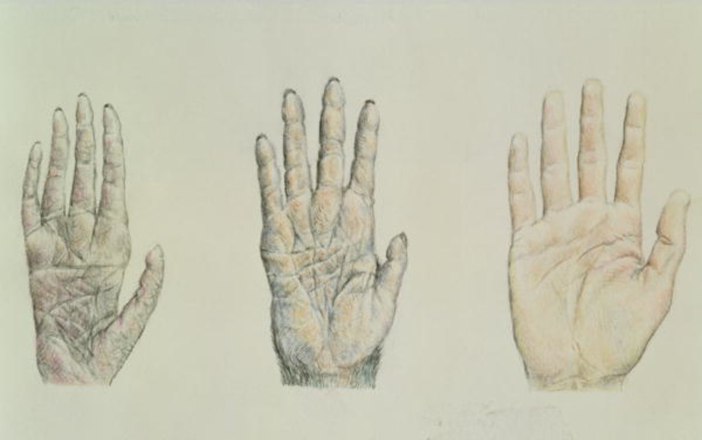 Detail of Hands of a primate and a human by English School