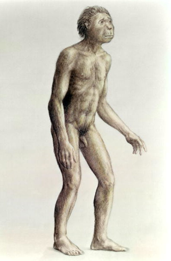 Detail of Homo habilis by Anonymous