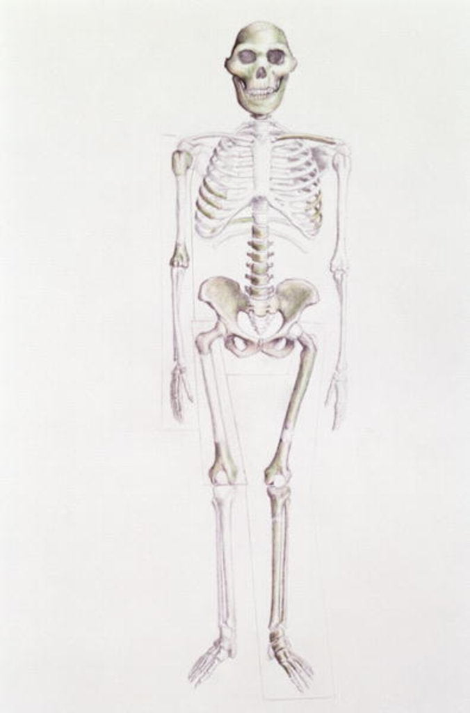 Detail of Skeleton of Australopithecus africanus by Anonymous
