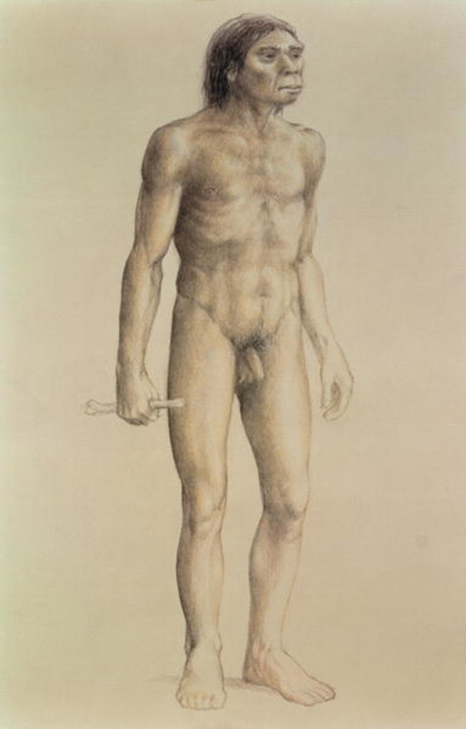 Detail of Homo erectus by English School