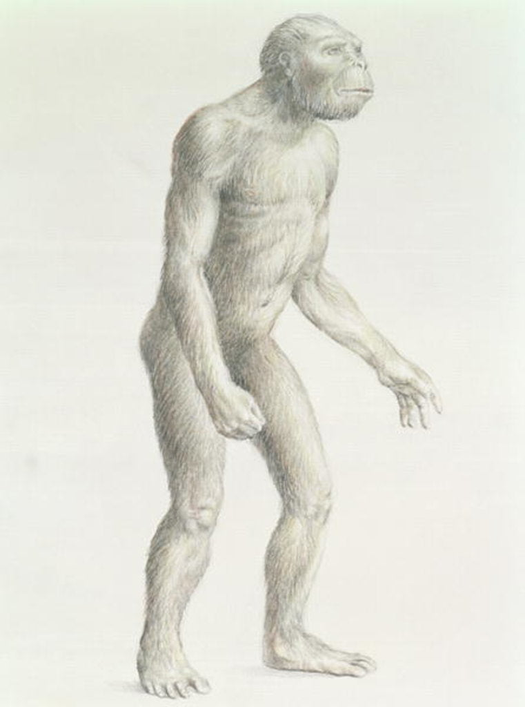 Detail of Australopithecus boisei by English School