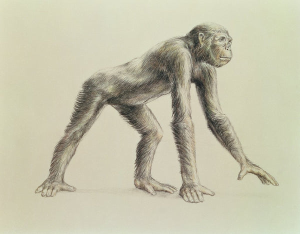 Ryopithecus Dryopithecus Africanus posters & prints by English School