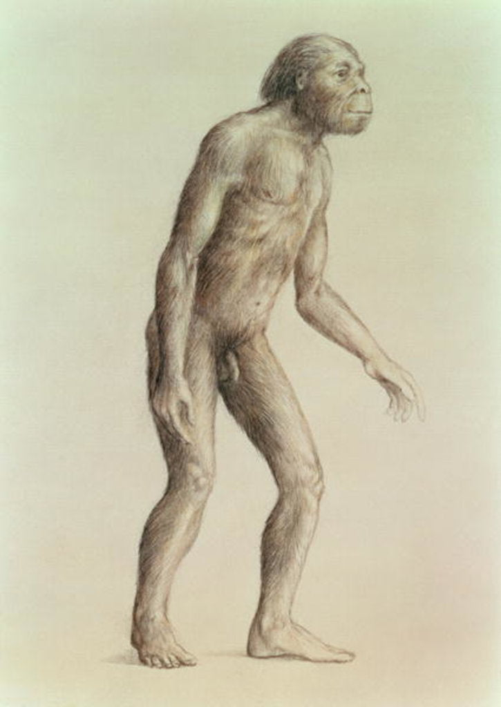 Detail of Australopithecus Africanus by English School