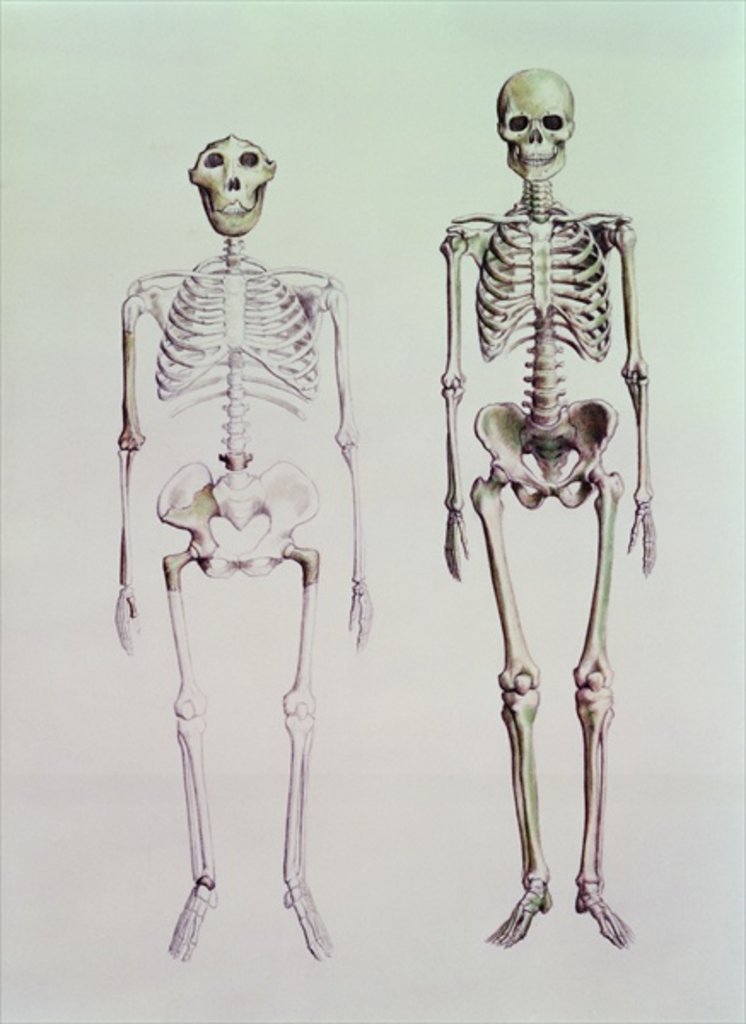 Detail of Skeletons of Australopithecus Boisei and Homo Sapiens by English School