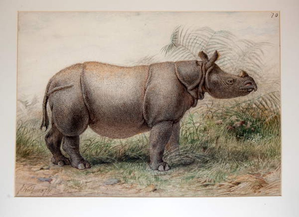 Detail of Javan Rhinoceros, 1874 by Joseph Wolf