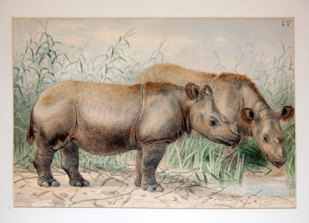 Detail of Hairy Eared Rhinoceros by Joseph Wolf