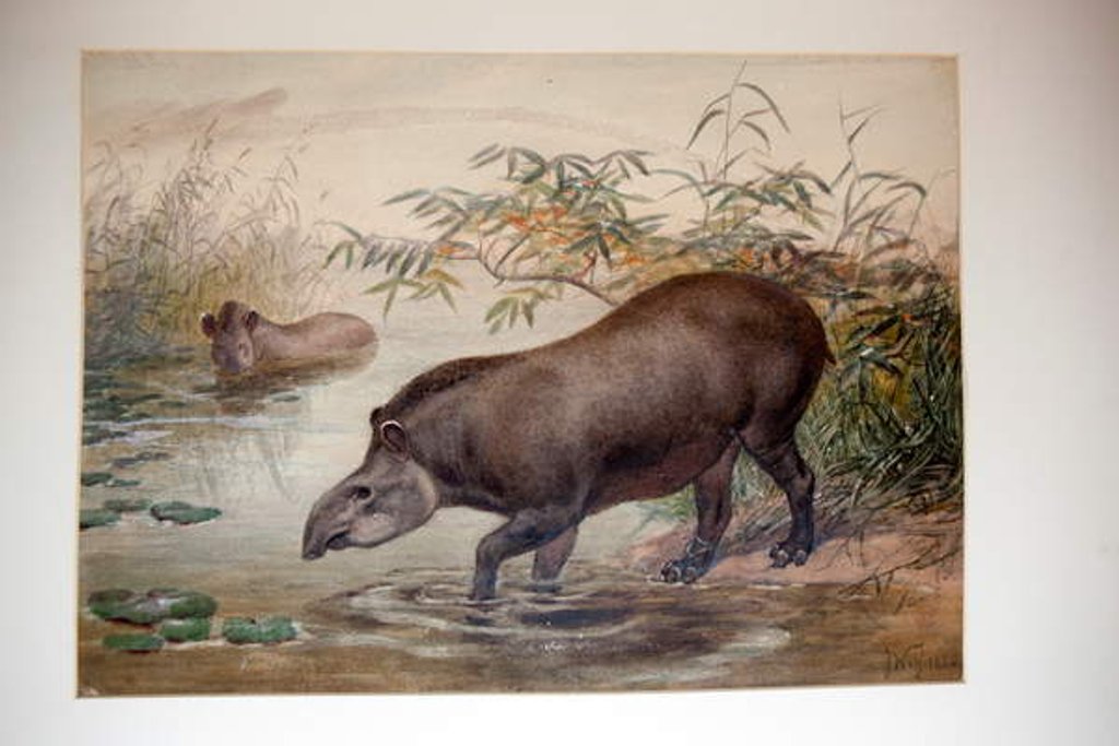 Detail of Tapir, 1880 by Joseph Wolf